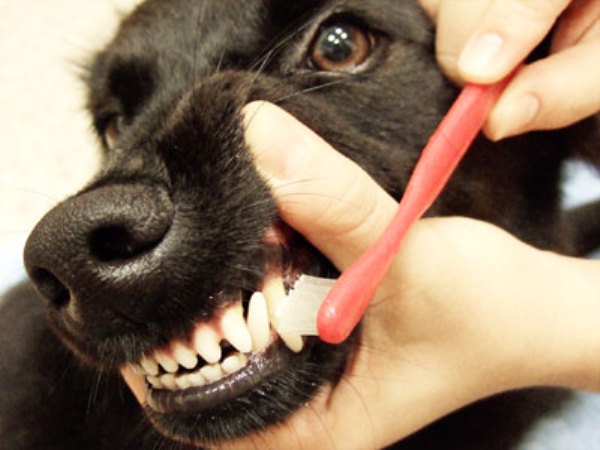 狗狗牙齒保健
