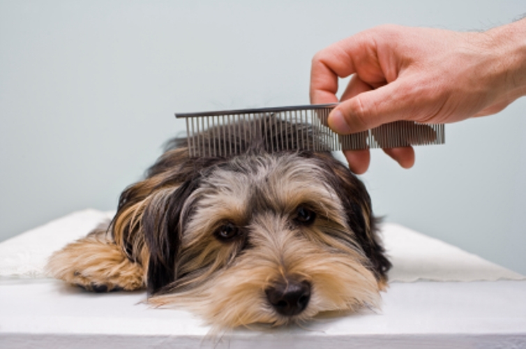 dog-grooming
